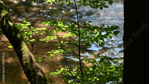 Green tree branches against the background of blue flowing water.