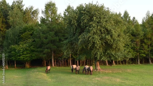 A herd of Polish horses on Biała Góra in Zwierzyniec