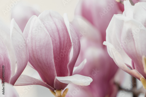 Magnolia Sulanjana flowers with petals in the spring season. beautiful pink magnolia flowers in spring  selective focusing.