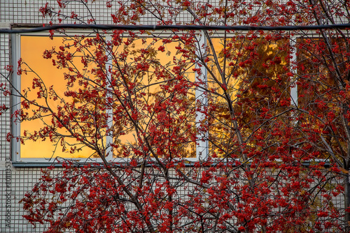 Tree with red rowan berries against the background of golden windows, sunset colors, autumn in the city photo