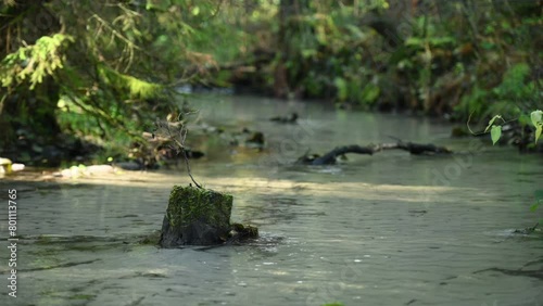 A tree trunk sticking out of the water on the Jeleń River in autumn.