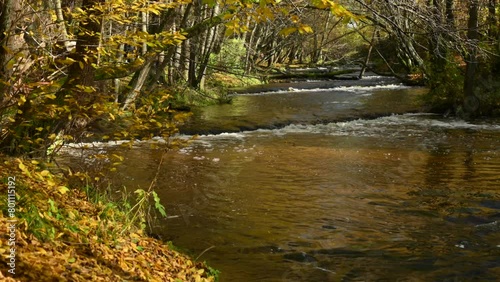 Flowing water of the Tanew River on the Roztocze in the yellow scenery of the autumn landscape