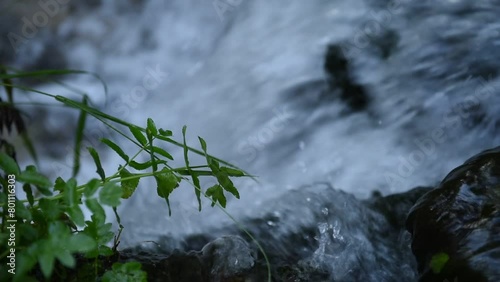 Green leaves swaying over the waterfall
