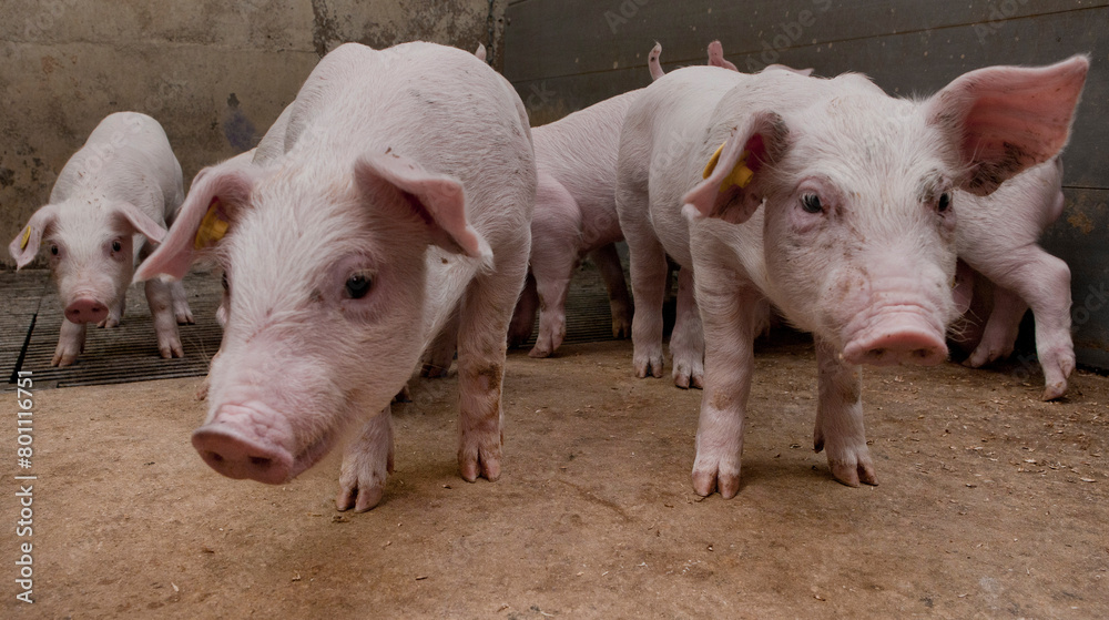 Piglets in stable. Young pigs. Farming Piglets in stable. Young pigs. Farming