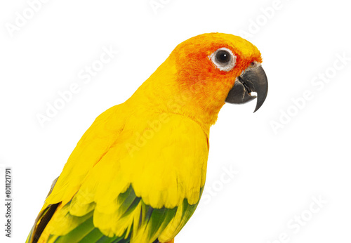 Close-up Head shot of a colorful sun conure parrot, Aratinga solstitialis, against a pure white background