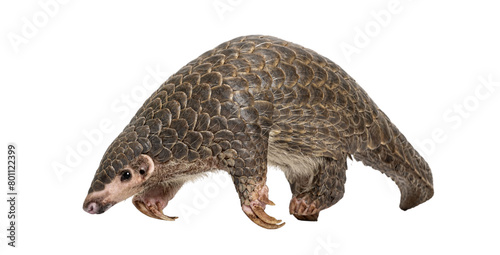 Full side view of a single ten months old Chinese pangolin, Manis pentadactyla, an endangered species, isolated on a white background