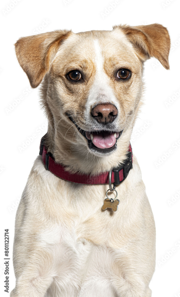 Smiling mixed-breed dog wearing a red collar with a tag, cut out Smiling mixed-breed dog wearing a red collar with a tag, cut out