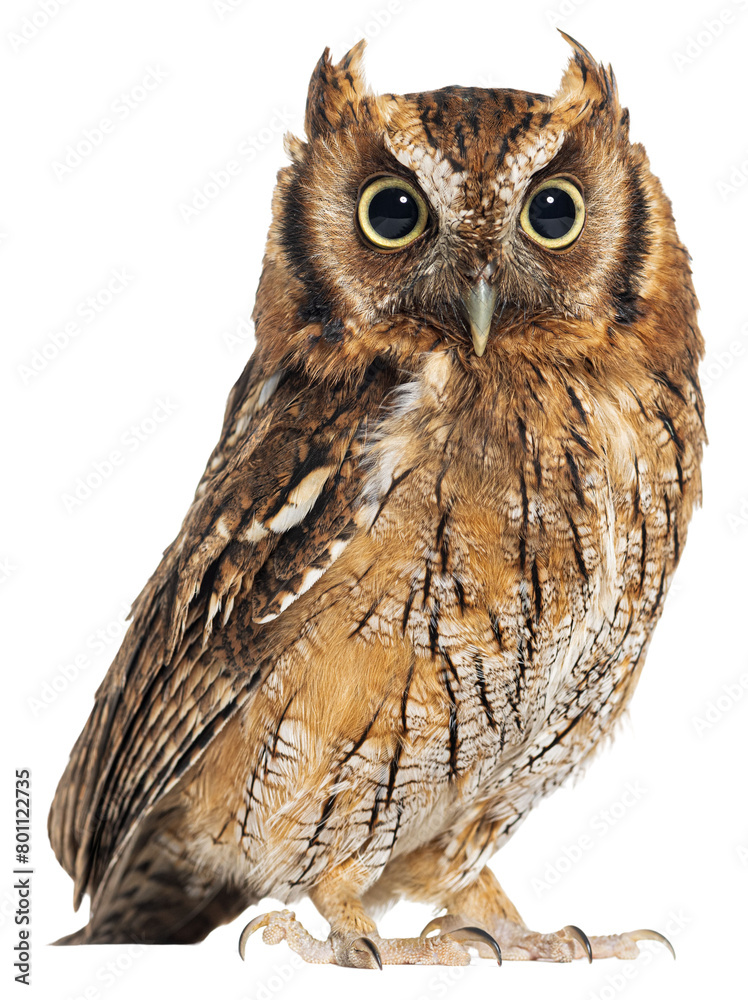 Naklejka premium Tropical screech owl, Megascops choliba, looking at the camera, cut out