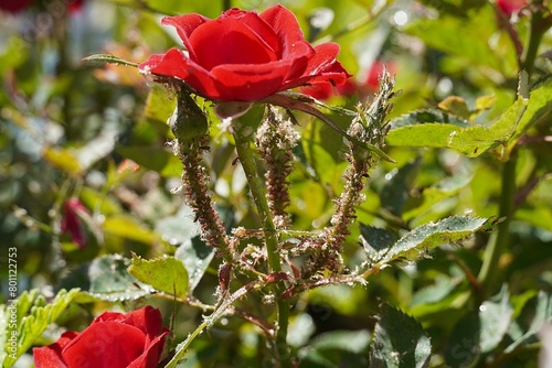 Fototapeta Naklejka Na Ścianę i Meble -  A red rose plant attacked by hundreds of insects