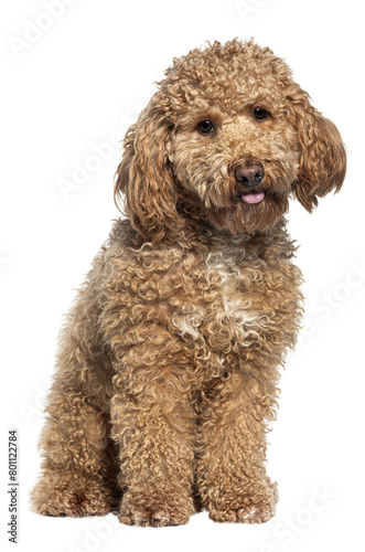 Miniature poodle, isolated on white