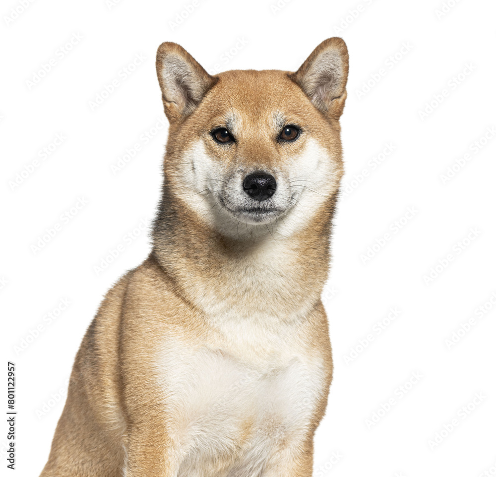 Portrait of a shiba inu isolated on white
