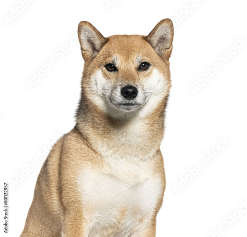 Portrait of a shiba inu isolated on white