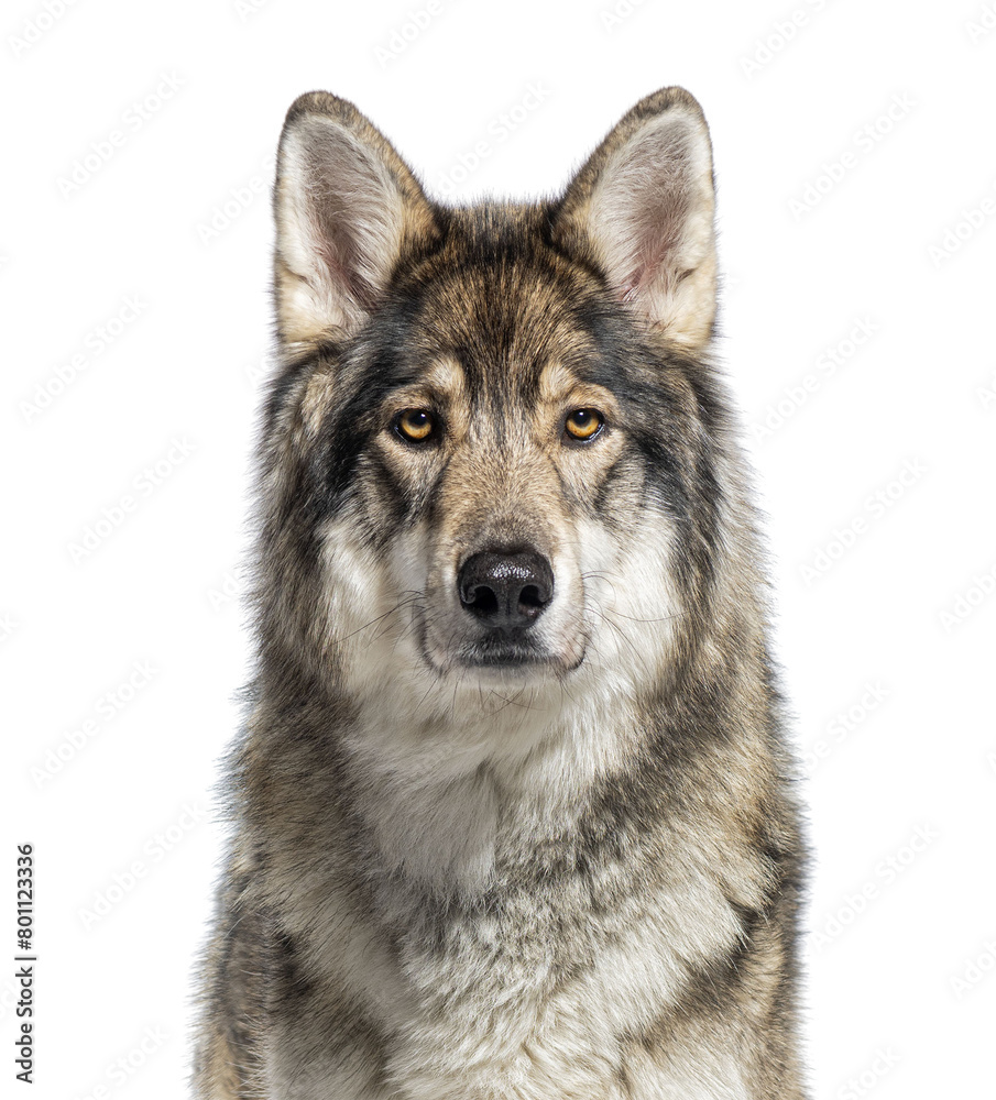 Close-up image of a captivating gray wolf with a piercing gaze, isolated on white