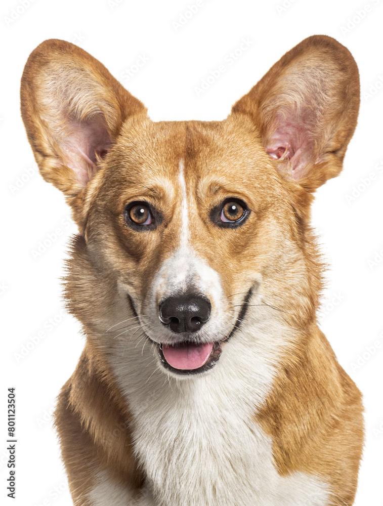 Panting Welsh corgi Cardigan looking at the camera, Isolated on white