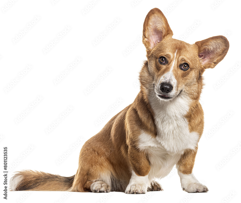 Welsh corgi Cardigan looking at the camera, Isolated on white Welsh corgi Cardigan looking at the camera, Isolated on white