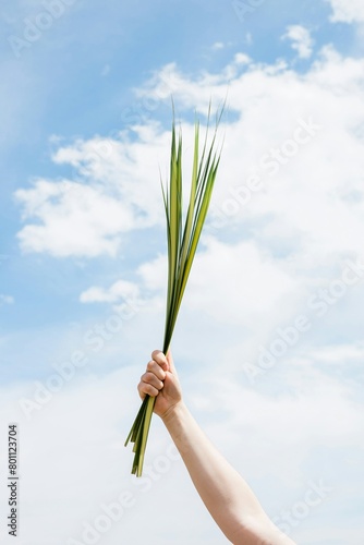 person holding a bunch of corn