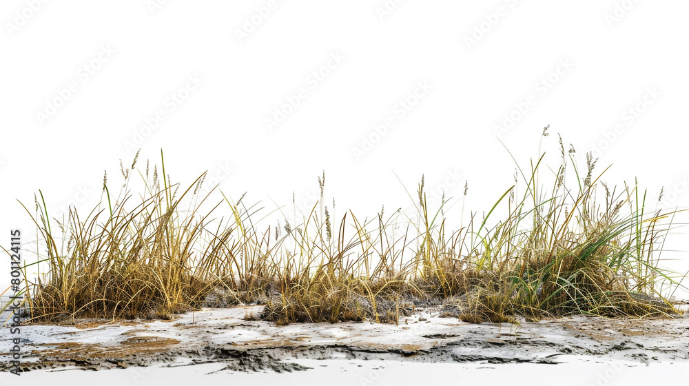 Fototapeta premium grass on the beach