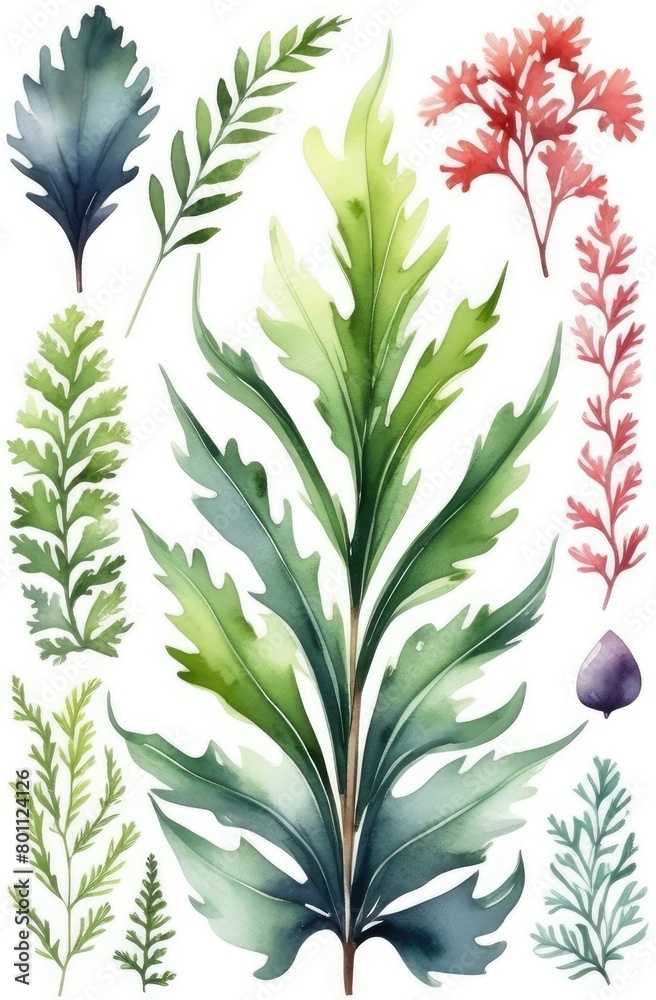 Fototapeta premium Seaweed kelp or laminaria seedling isolated on white background, watercolor pattern illustration.