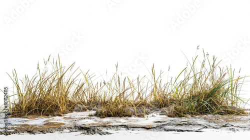 Fototapeta Naklejka Na Ścianę i Meble -  grass on the beach