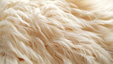 White fluffy feathers as background, closeup view. Soft focus.