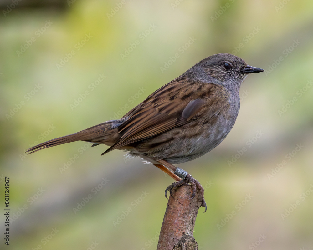 Dunnock close up sitting on a branch. British wild bird. Dunnock close up sitting on a branch. British wild bird.
