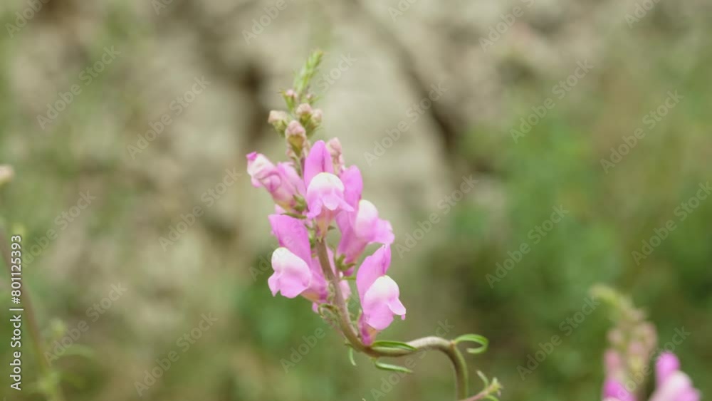 Antirrhinum flower macro close-up video. Flower or Antirrhinum (Latin Antirrhinum) in the summer garden. Antirrhinum flower macro close-up video. Flower or Antirrhinum (Latin Antirrhinum) in the summer garden.