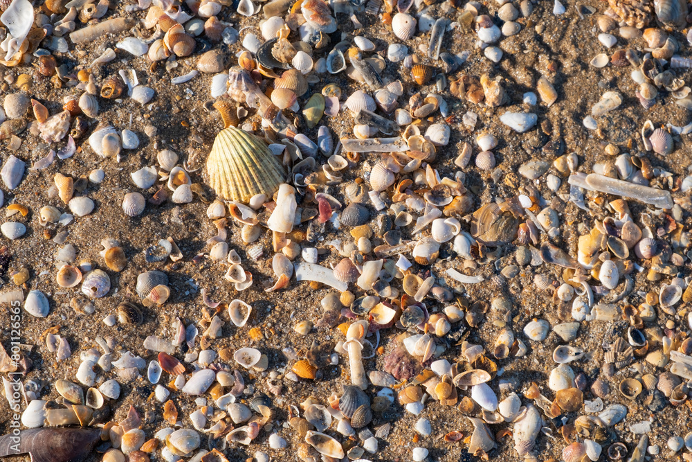 Detail of the shells and remains of mollusks in the sand on the beach. Relaxing summer vacation concept with sea and waves. Detail of the shells and remains of mollusks in the sand on the beach. Relaxing summer vacation concept with sea and waves.