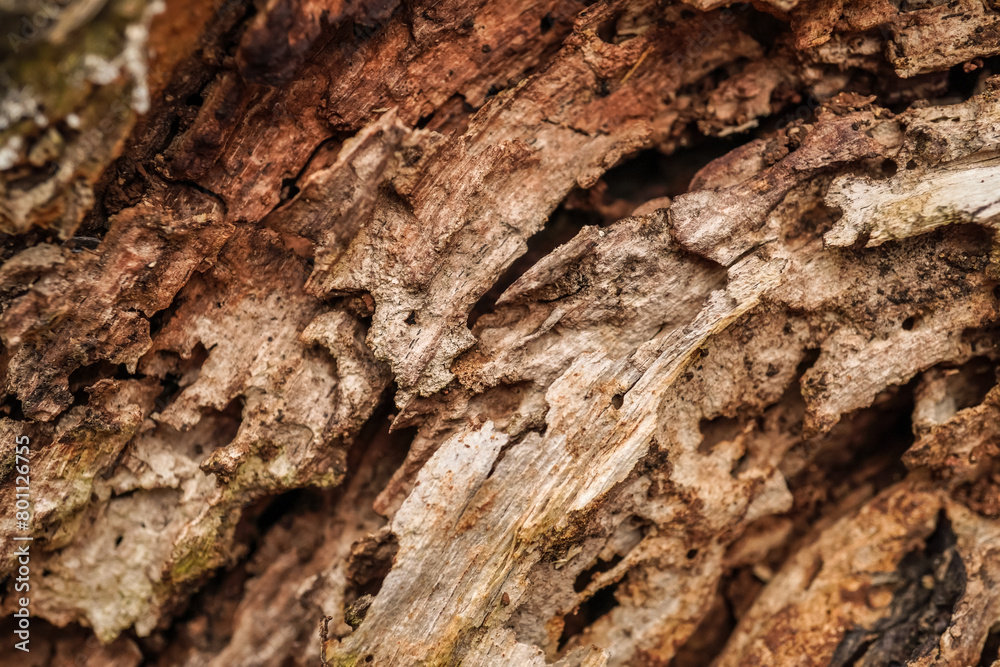 Close up photo of decayed old rotten wood log. Decomposed tree trunk on the ground in the forest. Concept for international forest day, go green, earth day, ecology. Close up photo of decayed old rotten wood log. Decomposed tree trunk on the ground in the forest. Concept for international forest day, go green, earth day, ecology.