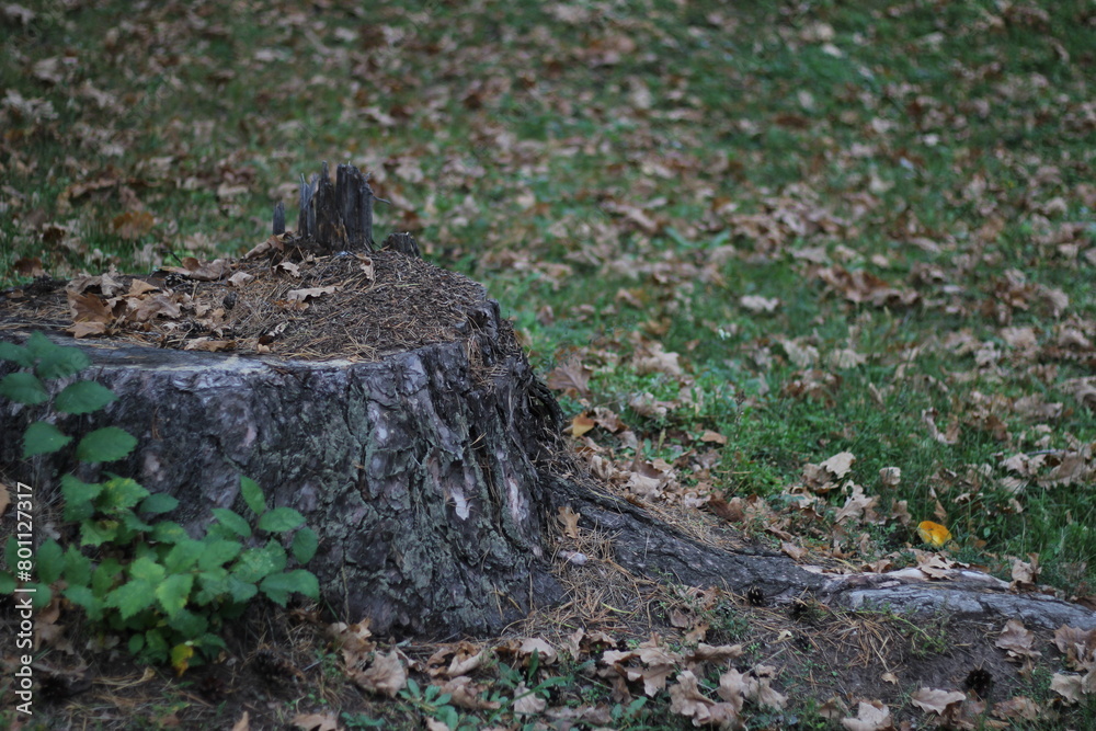 old stump in the woods old stump in the woods