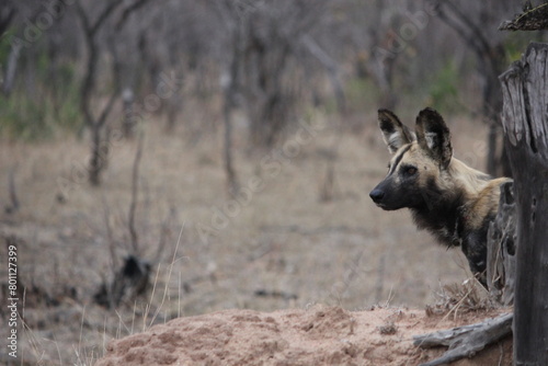 Rare African DOg