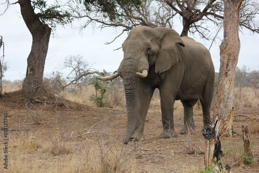 Fototapeta premium Elephant