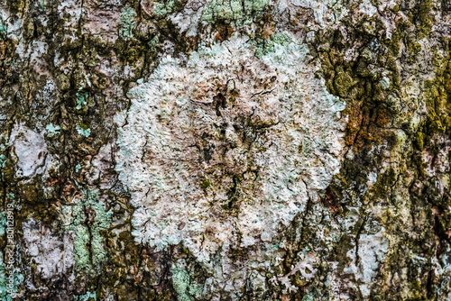 Tree bark lichen is a symbiosis of an algae or cyanobacteria living among filaments of multiple fungi species. Fungal mold spot live on rotten wood in the forest. Concept for biology and biodiversity. photo