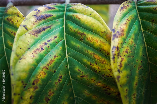 Unhealthy leaves with yellow spots due to pests or diseases usually caused by insects, fungi, bacteria or viruses. Concept for farming, agriculture, plant cultivation, pest prevention control.