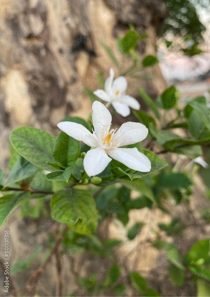 Wrightia Antidysenterica Flowers Wrightia Antidysenterica Flowers