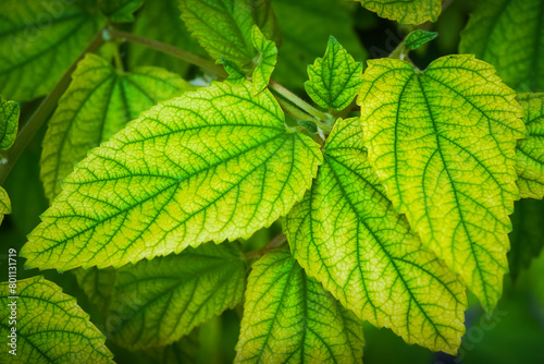 Close up photo of green Jamaican cherry tree leaves with visible leaf veins, natural lights. Concept for biology. Empty blank copy text space © Rizky