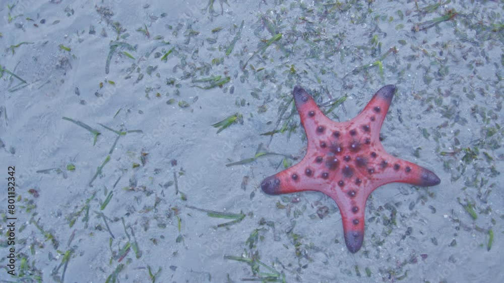 Red starfish feeds on sea grass. bright orange starfish Move slowly on the sand.
Starfish live along the sea grass. When the tide is low, the starfish will be stuck on the seashore. Red starfish feeds on sea grass. bright orange starfish Move slowly on the sand.
Starfish live along the sea grass. When the tide is low, the starfish will be stuck on the seashore.