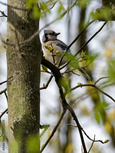 Bluejay bird