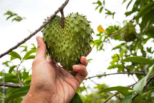 Close up photo of someone harvesting ripe soursop fruit that still on the tree. Concept for agriculture, urban farming.