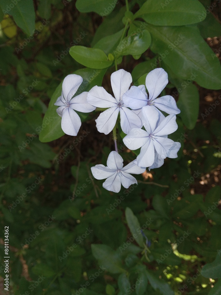 a cluster of pretty white flowers in the wild setting outside a cluster of pretty white flowers in the wild setting outside
