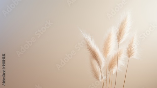 An elegant and serene essence of minimalism   featuring delicate dried bunny tail grass in a soft hue   set against a clean   neutral background with ample copy space for text
