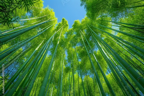 Bamboo Grove  Tall  slender bamboo stalks creating a serene atmosphere. 