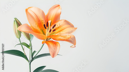 Photo of beautiful Tiger Lily flower isolated on white background, Beautiful orange lily flower isolated on white background, lily flower isolated on a white background