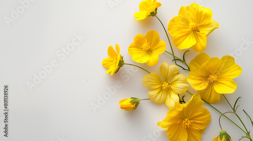 Flowers pattern. Flat lay of yellow flowers with leaves,Yellow flowers on a white background,Vibrant and isolated set of yellow crocus flowers on a clean white background, showing the delicate beauty 