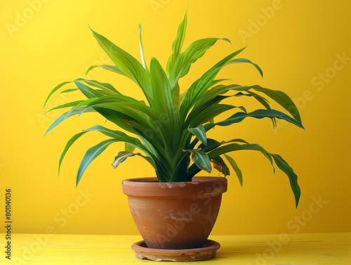 Radiant Staghorn Fern in a yellow pot