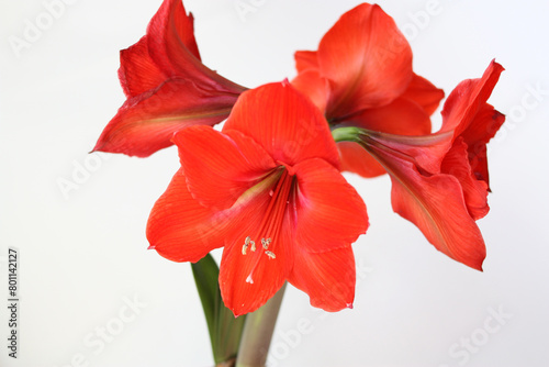 Close-up of red hippeastrum flowers, white background with copy space