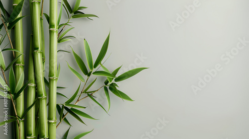 green bamboo silhouettes on white  Bamboo tree with green leaves reflected in water with gray background  Bamboo Seamless Vertical Border on white background