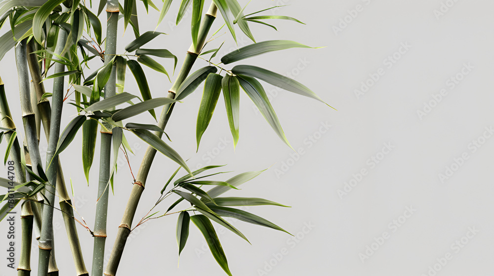 Fototapeta premium green bamboo silhouettes on white, Bamboo tree with green leaves reflected in water with gray background, Bamboo Seamless Vertical Border on white background