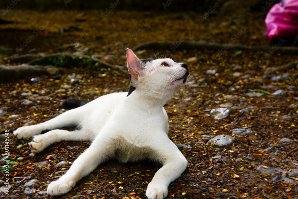 photography of a white domestic cat relaxing on the ground