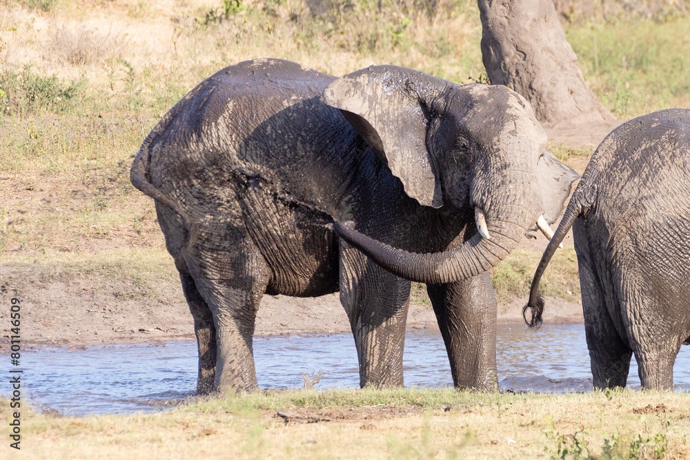 Fototapeta premium African Elephant (Loxodonta africana) taking a mud bath at a waterhole, Kruger National Park, South Africa