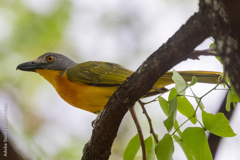 Grey-headed Bushshrike, Grey-headed Bush-shrike (Malaconotus blanchoti) in broadleaved woodland, Limpopo, South Africa Grey-headed Bushshrike, Grey-headed Bush-shrike (Malaconotus blanchoti) in broadleaved woodland, Limpopo, South Africa
